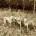 Weimaraner