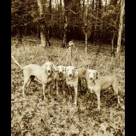 Weimaraner