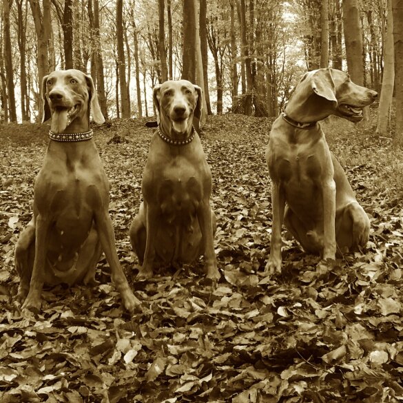 Weimaraner