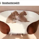 Weimaraner