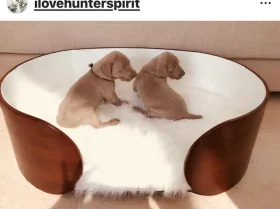 Weimaraner