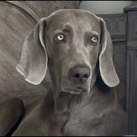 Weimaraner