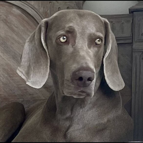 Weimaraner