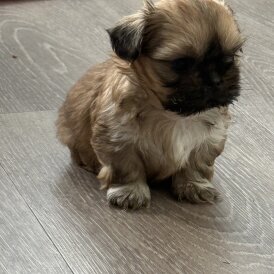 Shih Tzu