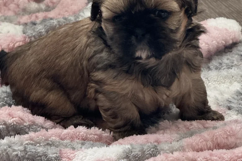 Shih Tzu