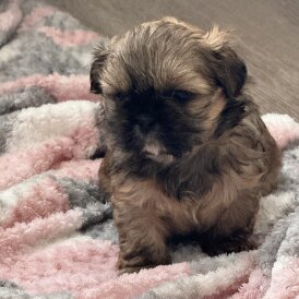 Shih Tzu