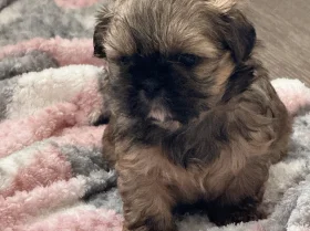 Shih Tzu