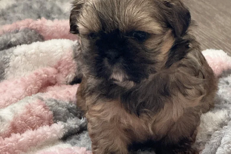 Shih Tzu