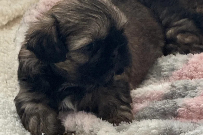 Shih Tzu