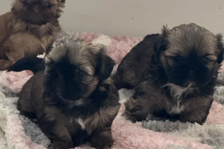 Shih Tzu