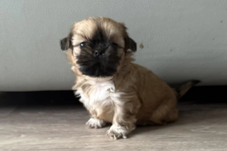 Shih Tzu