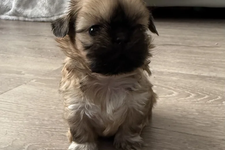 Shih Tzu