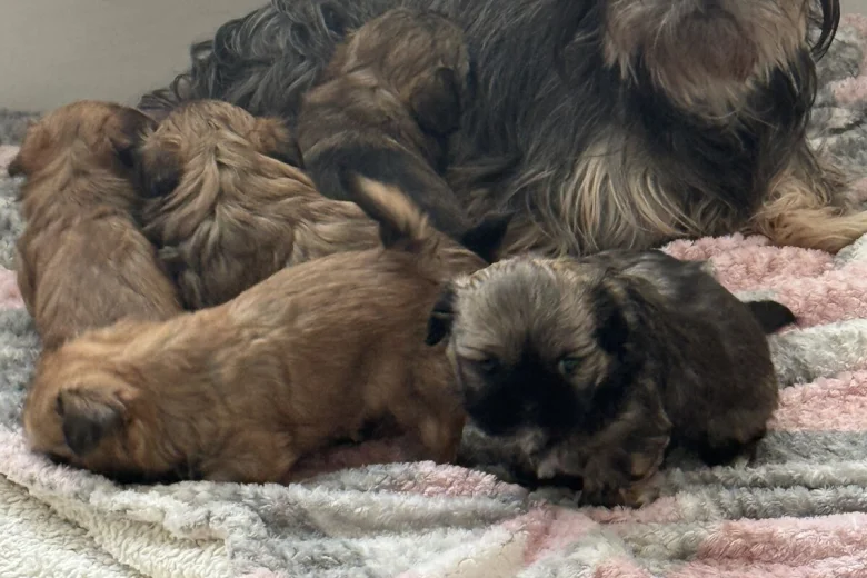 Shih Tzu