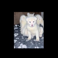 Japanese Akita Inu