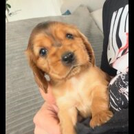 Cocker Spaniel (Show)