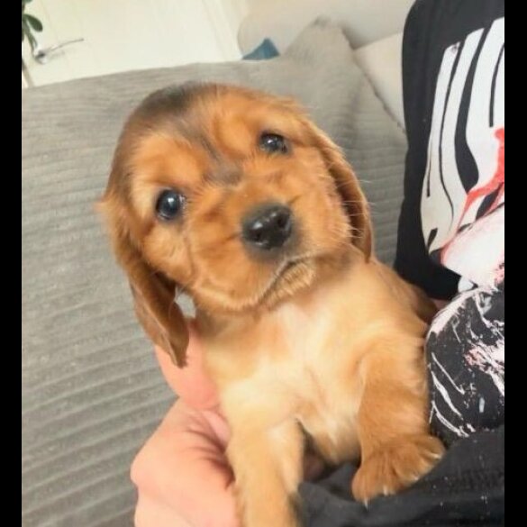 Cocker Spaniel (Show)