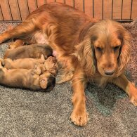 Cocker Spaniel (Show)