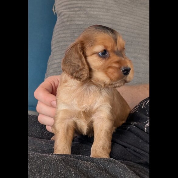 Cocker Spaniel (Show)