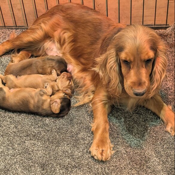 Cocker Spaniel (Show)