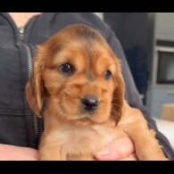Cocker Spaniel (Show)