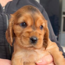 Cocker Spaniel (Show)