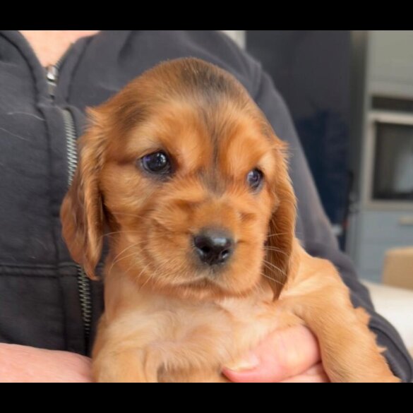 Cocker Spaniel (Show)
