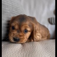 Cocker Spaniel (Show)
