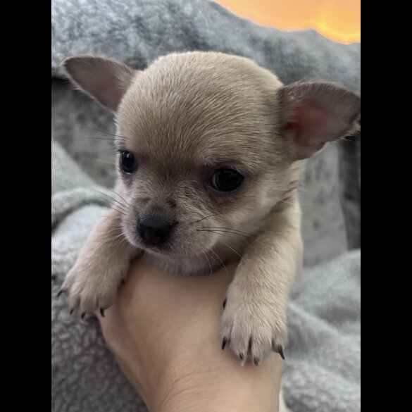 Chihuahua