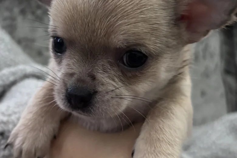 Chihuahua