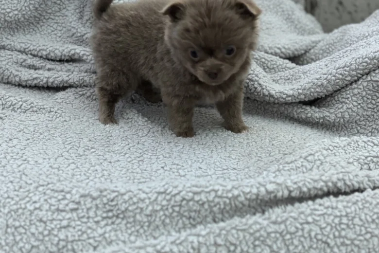 Chihuahua