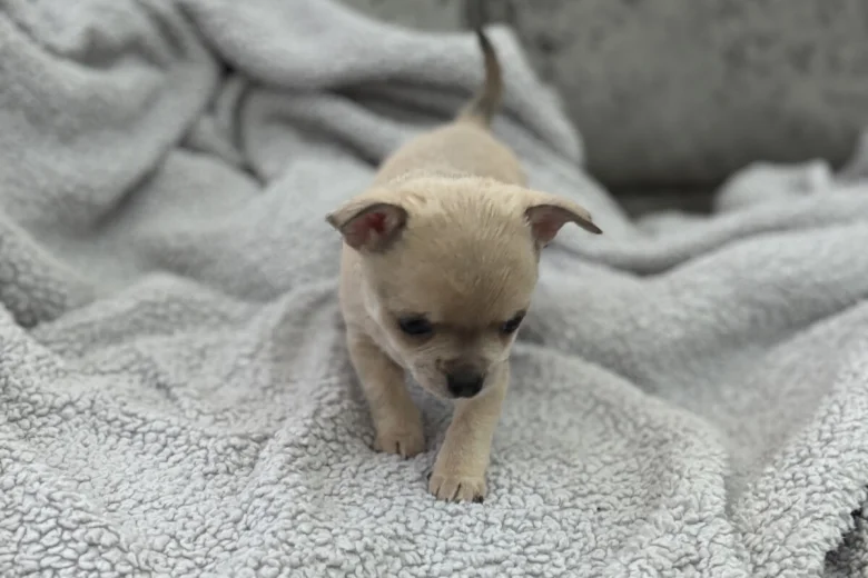 Chihuahua