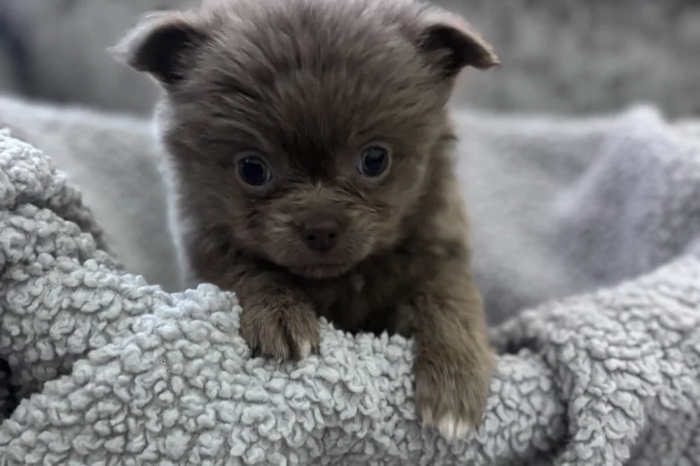Chihuahua
