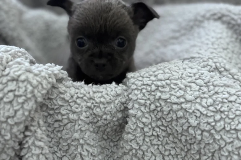 Chihuahua