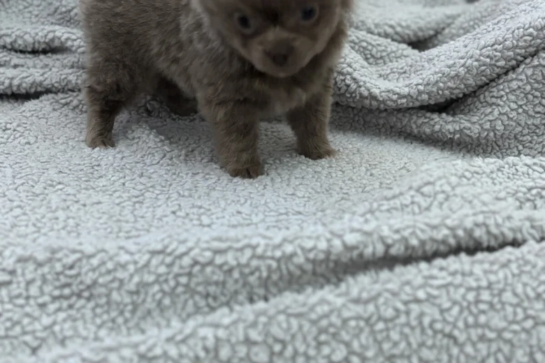 Chihuahua