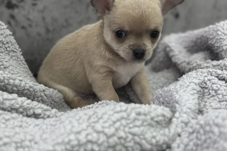Chihuahua