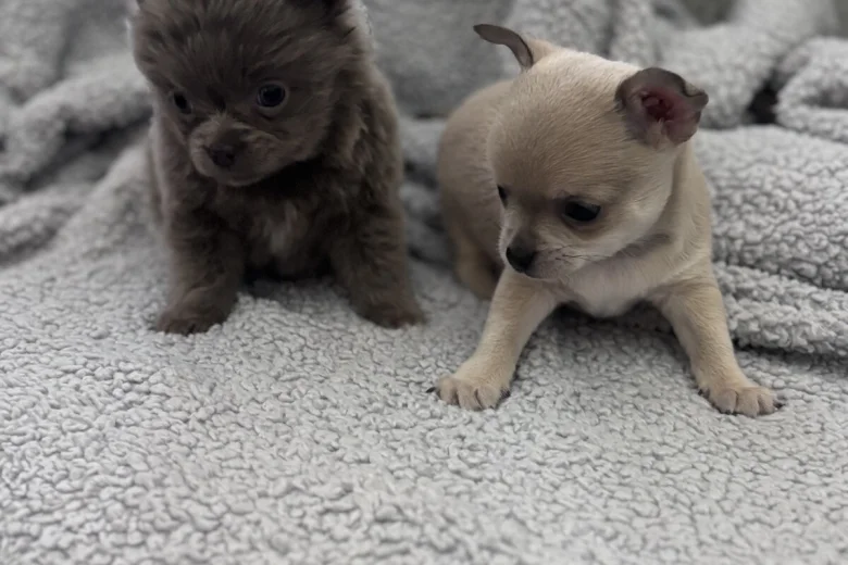 Chihuahua