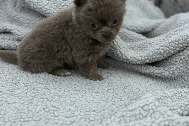 Chihuahua
