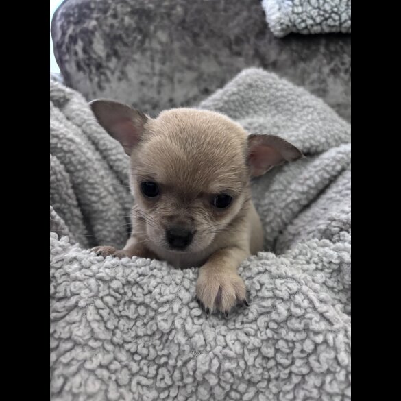 Chihuahua