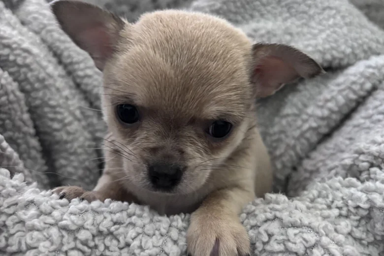Chihuahua