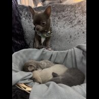 Chihuahua