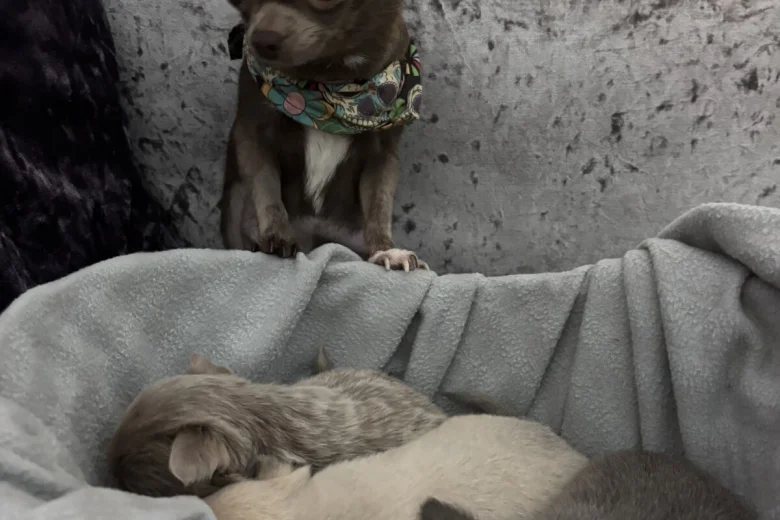 Chihuahua