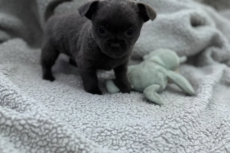 Chihuahua