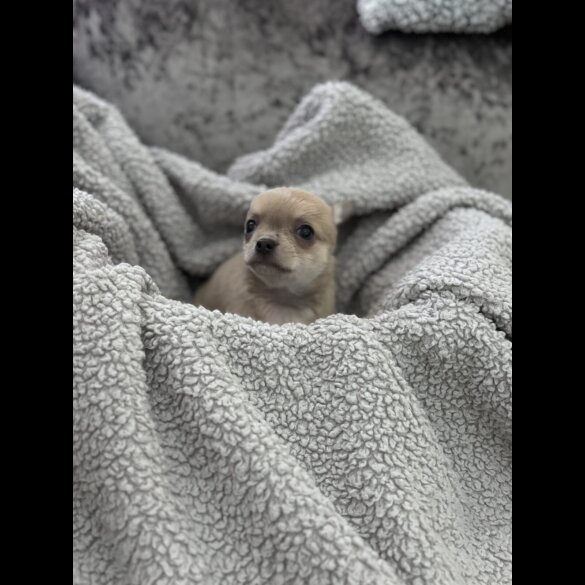 Chihuahua