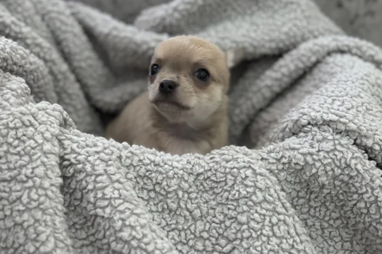 Chihuahua