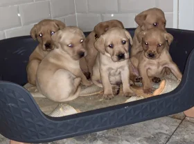 Labrador Retriever