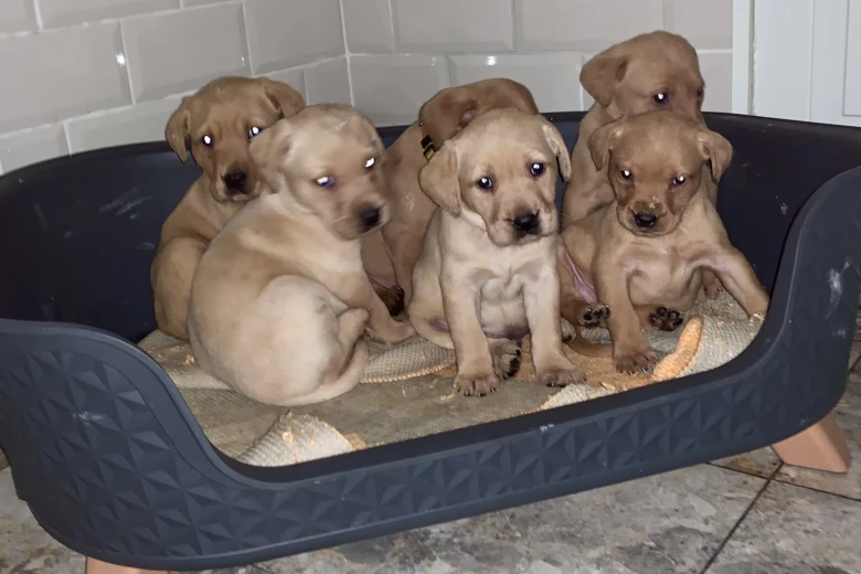 Labrador Retriever