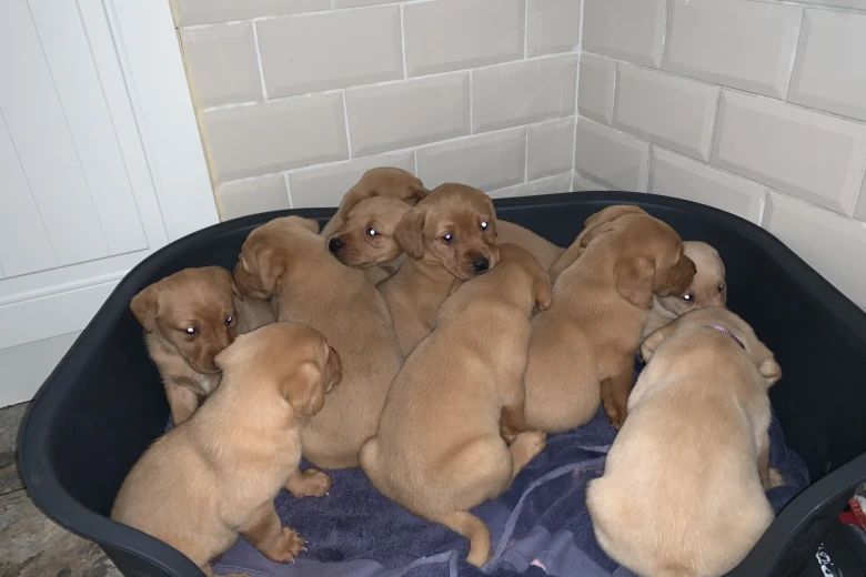 Labrador Retriever