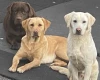 Labrador Retriever