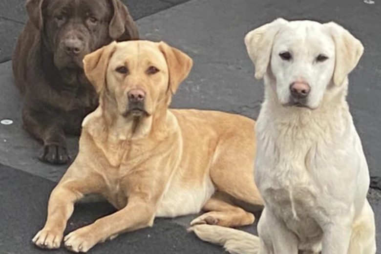 Labrador Retriever