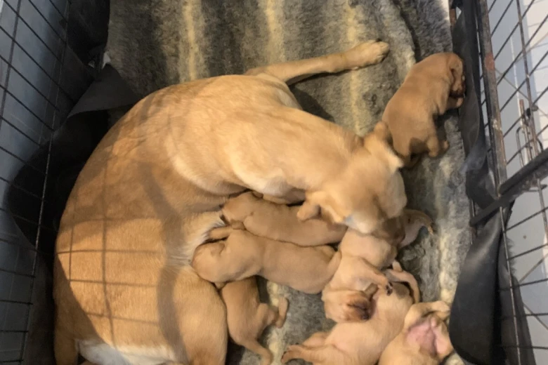 Labrador Retriever
